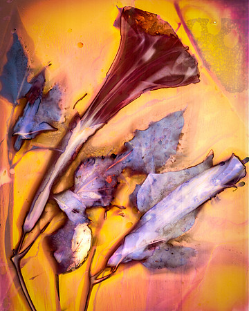 Datura 1