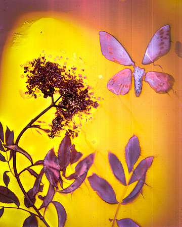 Sambucus 1