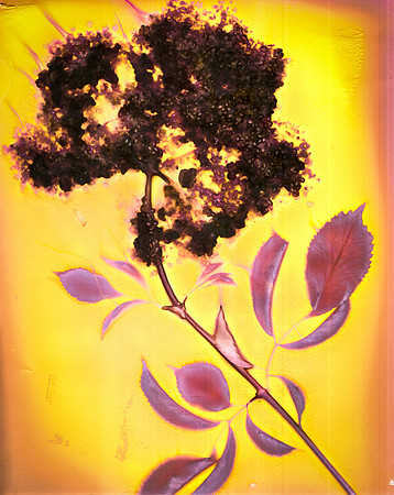 Sambucus 2