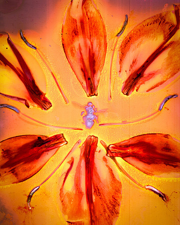 Pollinator